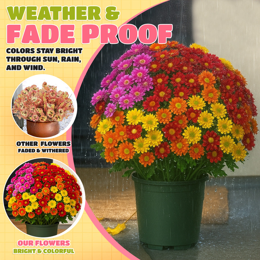 π Flash Sale β‘ Artificial Outdoor Sunset Mums Flowers π»- UV resistant, Waterproof, Windproof π§