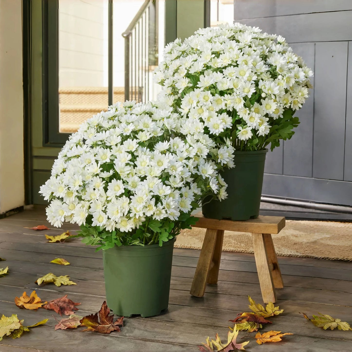 š¼ Flash Saleā”Artificial Outdoor Sunset Mums ā Brighten Up Your Outdoors, No Watering Needed!