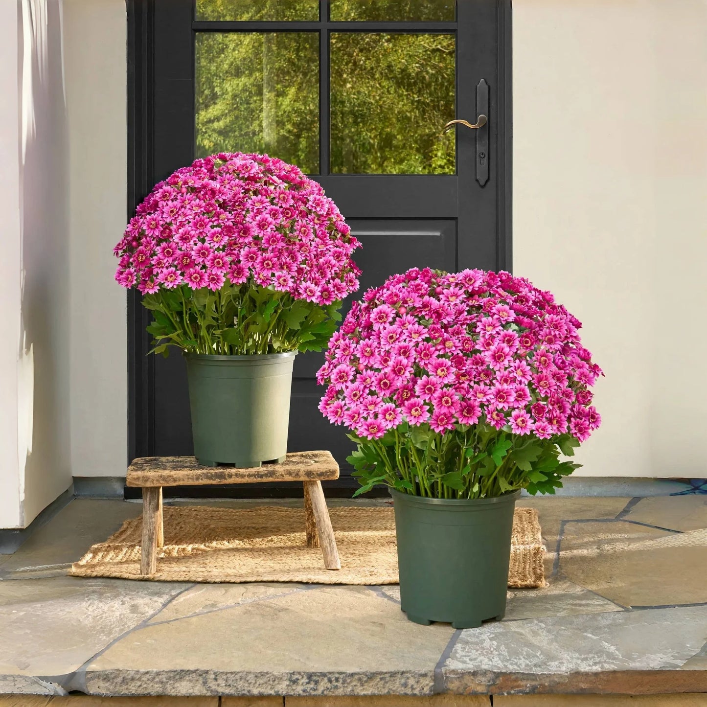 š¼ Flash Saleā”Artificial Outdoor Sunset Mums ā Brighten Up Your Outdoors, No Watering Needed!