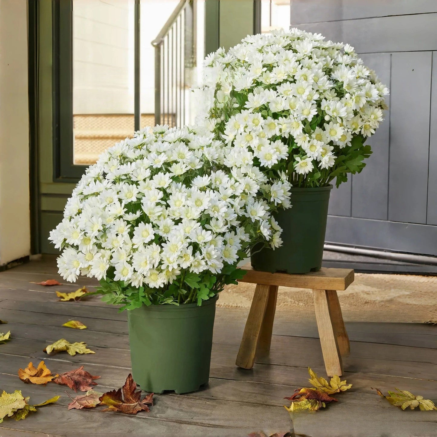 π Flash Sale β‘ Artificial Outdoor Sunset Mums Flowers π»- UV resistant, Waterproof, Windproof π§
