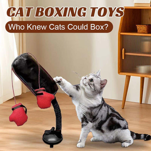 🐾Cat Boxing Toys🐾