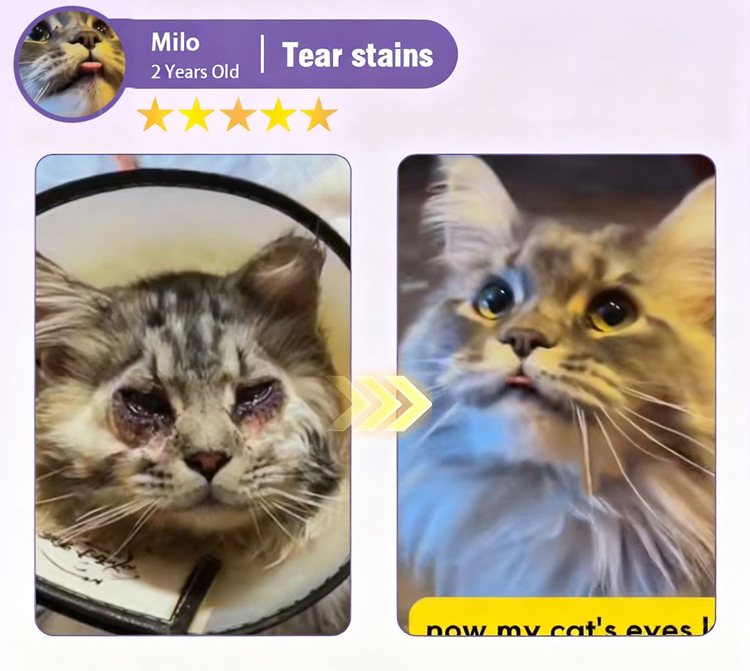 👩‍⚕️Zakdavi™ NanoCare Pet Eye Drops ☑️ TGA Approved | Relieves Conjunctivitis, Dry Eyes, Cataracts, and Keratitis🐶 🐈️